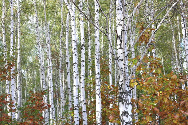 istock birches in forest in early autumn 860039800