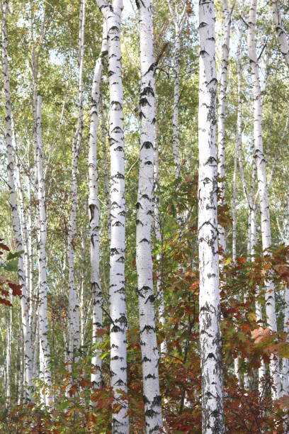 istock birches in forest in early autumn 860039854