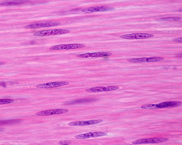 komórki mięśni gładkich. jądra - histology zdjęcia i obrazy z banku zdjęć