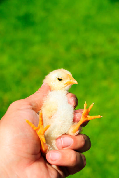 Cute little chicks on the human hand
