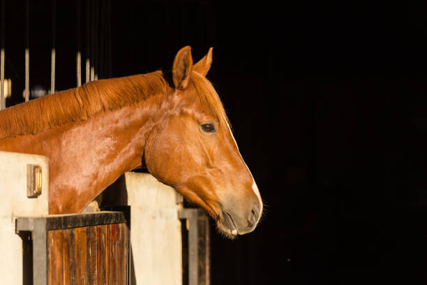 istock Horse in its stable on a horse farm. 860044128