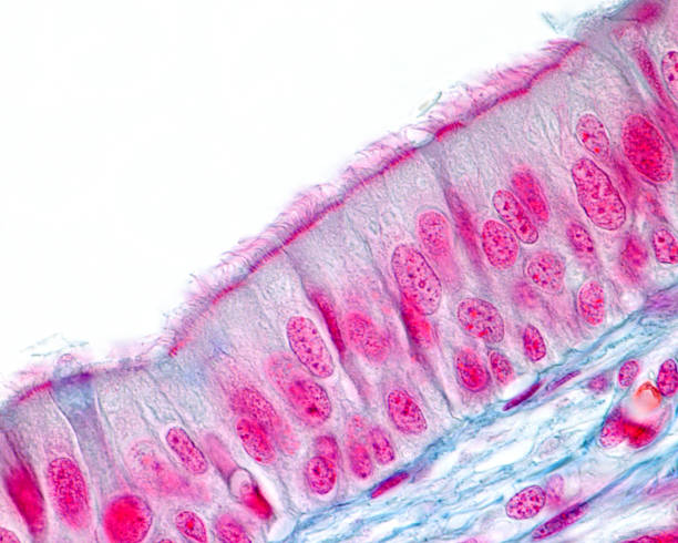 Respiratory epithelium Respiratory prismatic ciliated pseudostratified epithelium. The apical border of the epithelium has a layer of cilia supported in their basal bodies. Light microscope photomicrograph. epithelium photos stock pictures, royalty-free photos & images