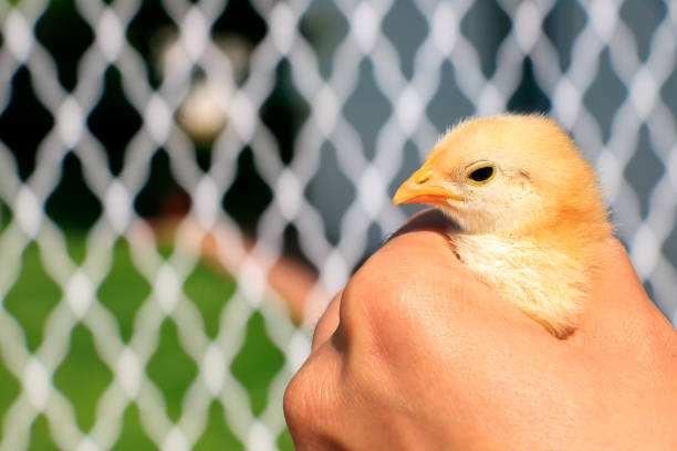 Cute little chicks on the human hand