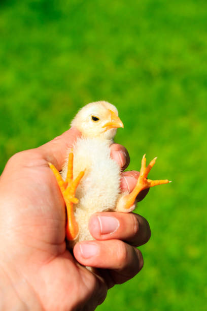 istock Cute little chicks on the human hand 860048010