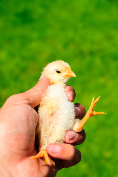 istock Cute little chicks on the human hand 860048612