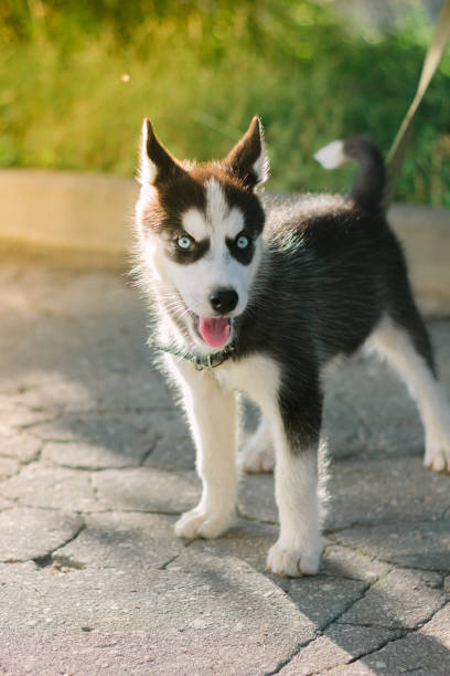 istock Little husky puppy staying on the road 860052248