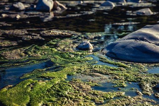 Harmful Algal Blooms in Pollutted Water