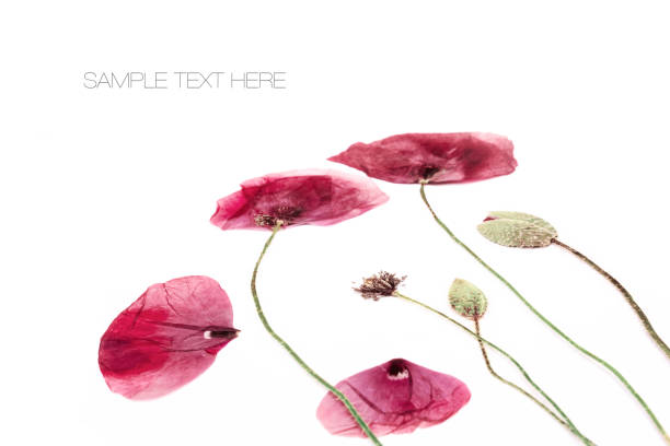 istock Pressed and dried poppies flower background 860054094