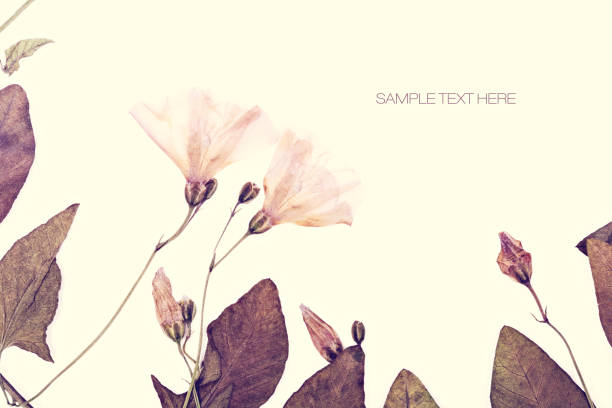 Pressed and dried bell flowers isolated on cream background. For use in scrapbooking floristry or herbarium.