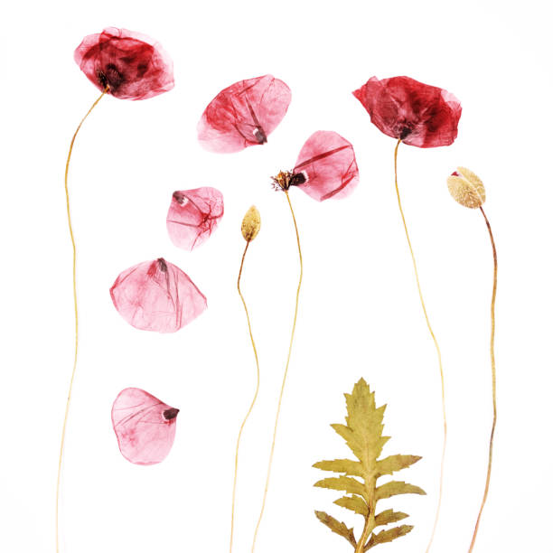 istock Pressed and dried poppies flower background 860056610