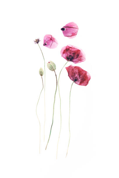 istock Pressed and dried poppies flower background 860056656