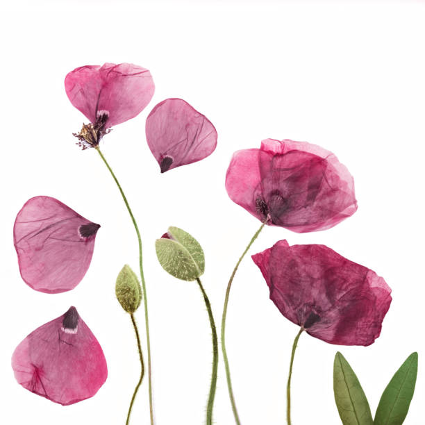 istock Pressed and dried poppies flower background 860056696