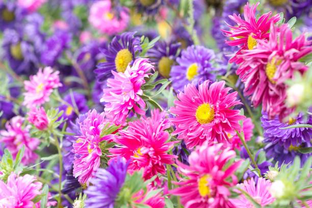 istock Soft focus blooming colorful flowers in summer 860056766