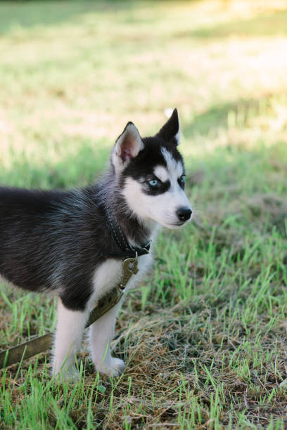 istock Little husky puppy at walk 860057444