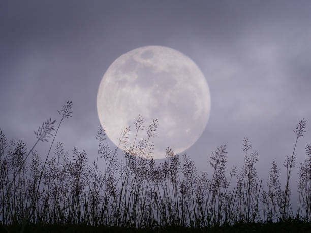 istock dramatic night sky with full moon and flower grass meadow for halloween background. 860060458