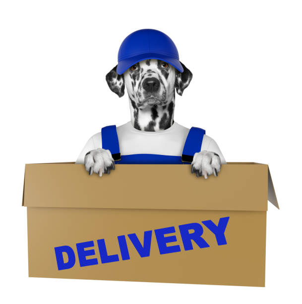 istock Mail dalmatian dog in a very big moving box. Isolated on white 860063656