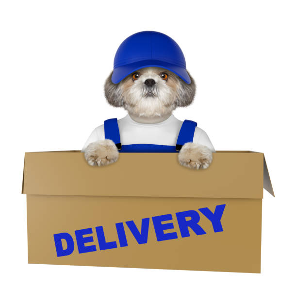 istock Mail shitzu dog in a very big moving box. Isolated on white 860063830