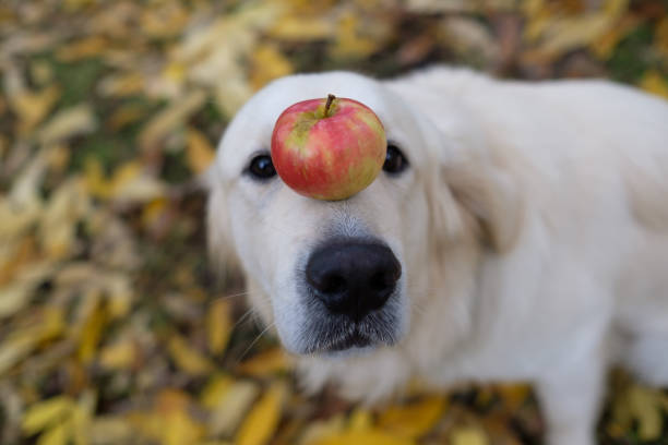 A golden retriever is holding an apple on his nose. Train the dog, teach various tricks to obedience.