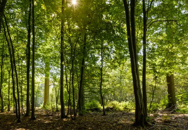 Dark undergrowth at the edge of the forest with a bright sunny backlight highlighting the majestic trunk of an oak tree.