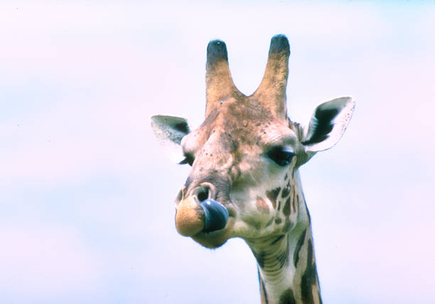 naso leccato con tingue giraffa masai - masai giraffe foto e immagini stock