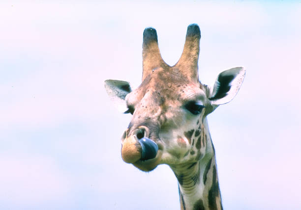 Sad Giraffe confined in zoo