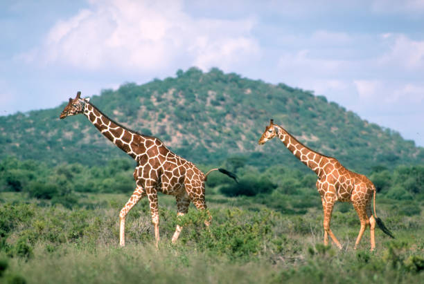 Two reticulated giraffes in Tsavo East National Park, Kenya. Photo taken on Kodachrome 64 35mm slide film in 1986.