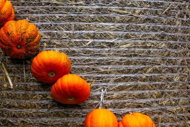 Pumpkin Orange Attached Haybale Closeup Background Texture Decoration Autumn Fall Diagonal Pattern