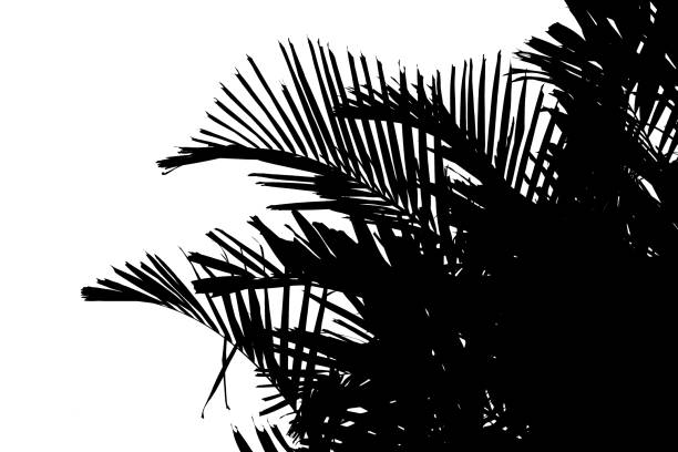 istock Abstract silhouette of palm leaf 860069356