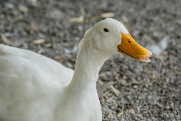 istock white duck in the farm 860069364