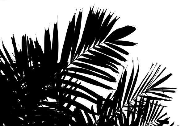 istock Abstract silhouette of palm leaf 860069396