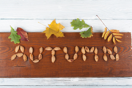 Colorful autumn leaves on wooden background, Copy space for text. Top view