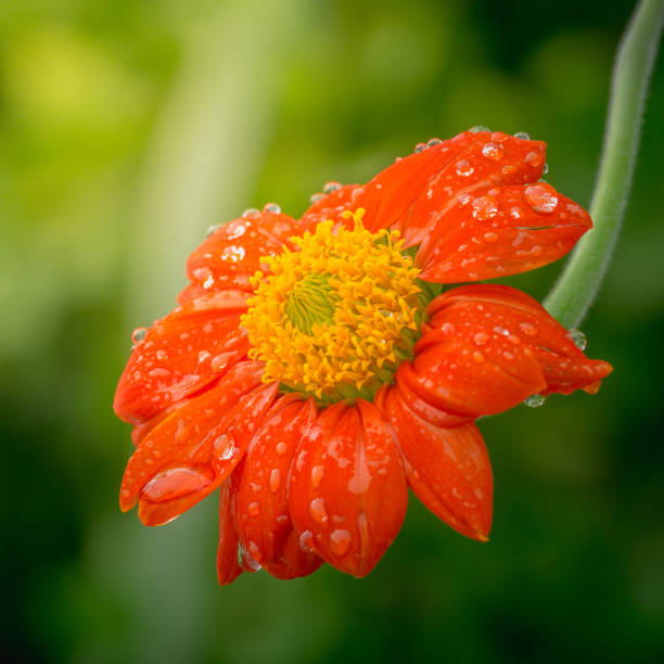istock red sunflower or Mexican sunflower with waterdrops 860069604