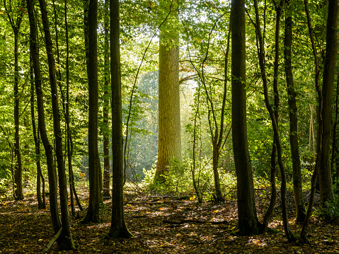Sotobosque oscuro en el borde del bosque con una luz de fondo brillante sol destacando el majestuoso tronco de un roble photo
