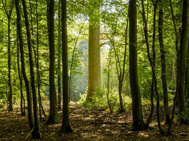 Dark undergrowth at the edge of the forest with a bright sunny backlight highlighting the majestic trunk of an oak tree.