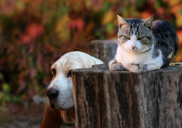 istock Kitten and basset hound dog 860072072