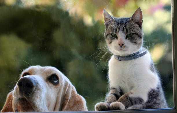 istock Dog and kitten looking out the window 860072078