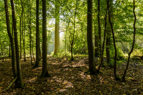 istock Dark undergrowth at the edge of the forest with a bright sunny backlight highlighting the majestic trunk of an oak tree 860072626