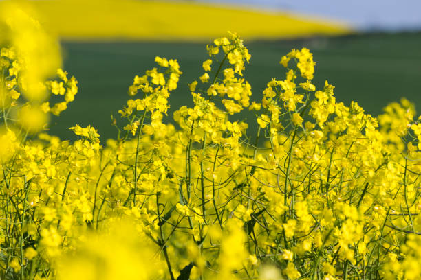 istock Canola or Rapeseed flowers in a field 860072834