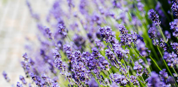 istock Spring in formal eco home garden. 860079834