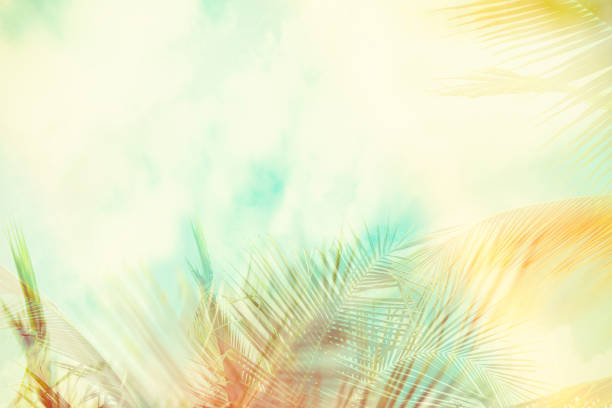 istock Coconut palm tree under blue sky. Vintage background. Travel card. Vintage effect. 860080760