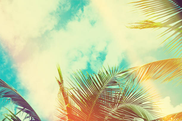 Coconut palm tree under blue sky. Vintage background. Travel card.