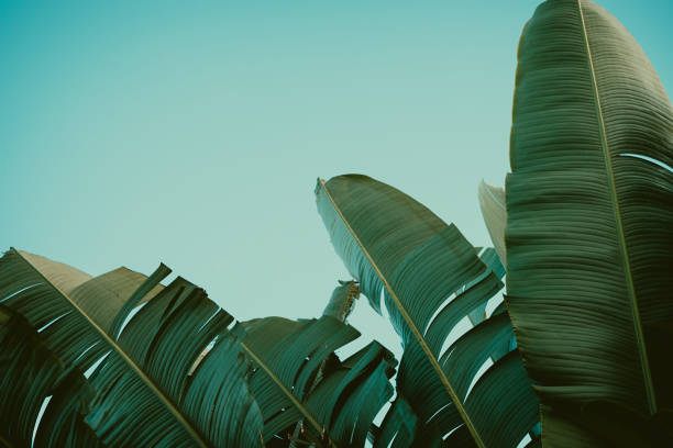 istock Palm tree under blue sky. Vintage background. Travel card. Vintage effect. 860080862