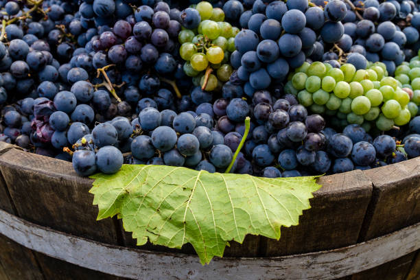 raisins dans un tonneau après la récolte - beaujolais nouveau photos et images de collection