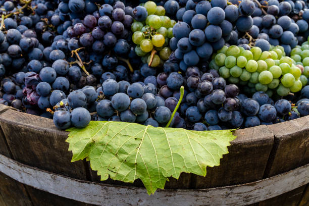 Red and white grapes in a barrel after harvesting.
