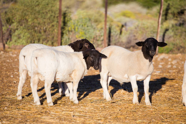 stud de ovejas dorper en el tankwa karoo de áfrica del sur - the karoo fotografías e imágenes de stock