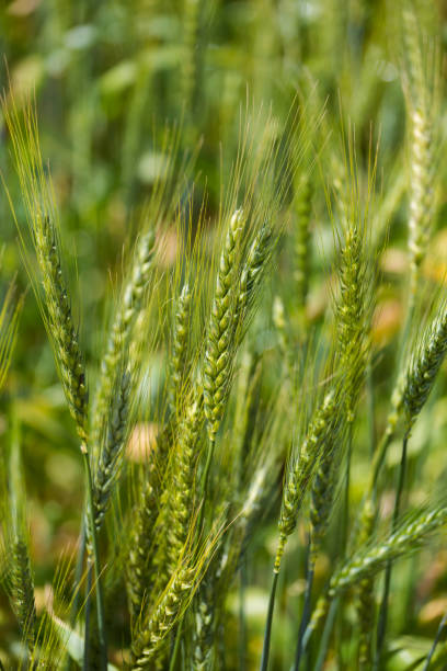 молодая зеленая пшеница, растущая на сельскохозяйственных угодьях в свартленде в западной капской провинции - john deer стоковые фото и изображения
