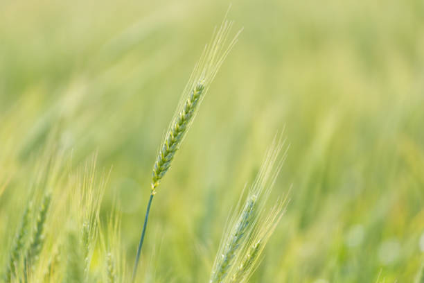 молодая зеленая пшеница, растущая на сельскохозяйственных угодьях в свартленде в западной капской провинции - john deer стоковые фото и изображения