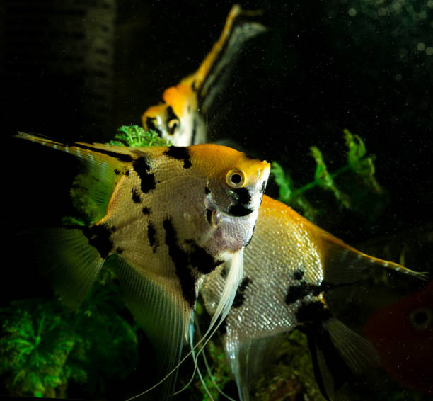 istock a fish floats in an aquarium at home 860089320