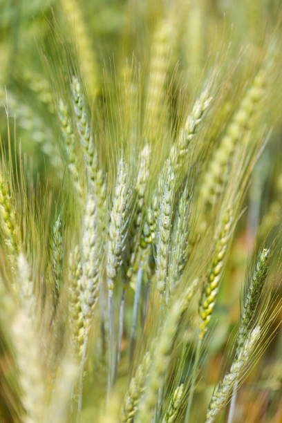 young green wheat growing on a farmland in the swartland in the western cape of south africa - john deer imagens e fotografias de stock