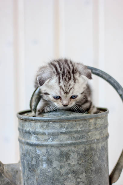 istock Little kitten plays on the metal watering can. 860089564
